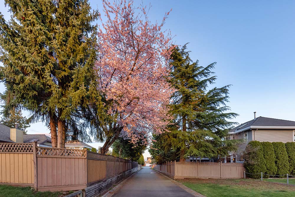 Cedar Fence
