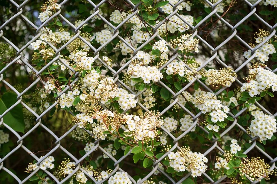 Chain Link