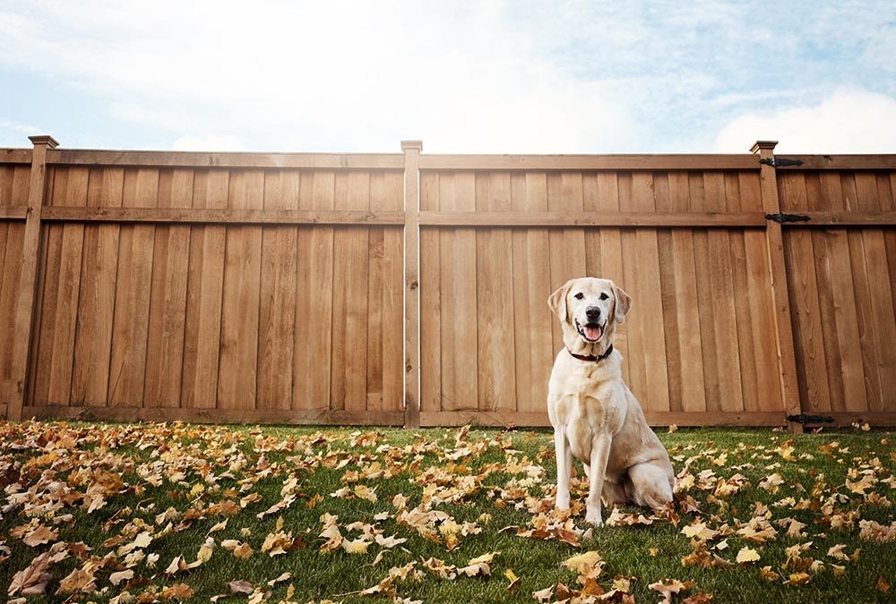 How to Choose the Right Fence Material for Your Climate and Needs