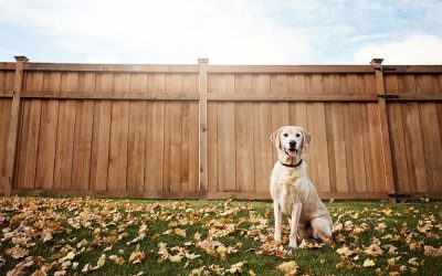How to Choose the Right Fence Material for Your Climate and Needs